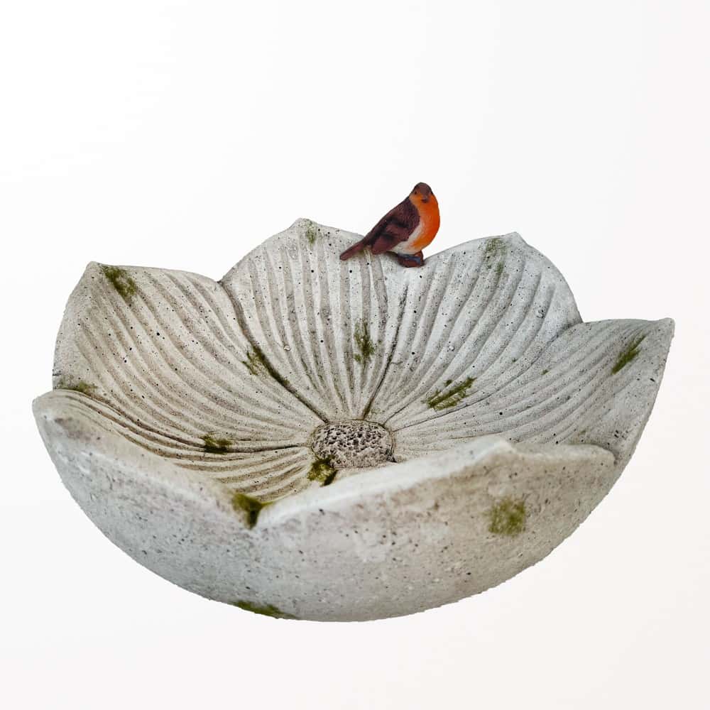 Bain d’oiseaux avec petit oiseau