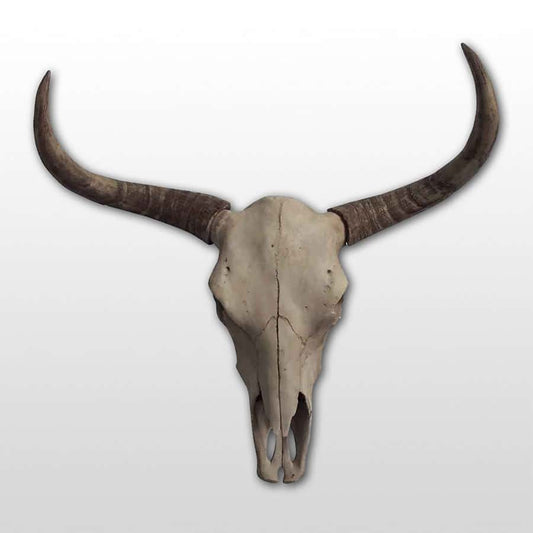 skull bull (crane de taureau)