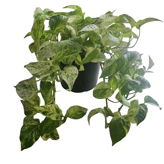 Pothos Doré - Plante d'Intérieur Dépolluante